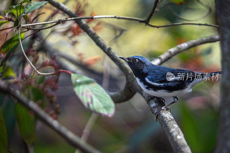 雄性黑喉蓝莺，(Setophaga caerulrscens)， Bijairita azul de garganta negra, Paruline blue m<e:1>。